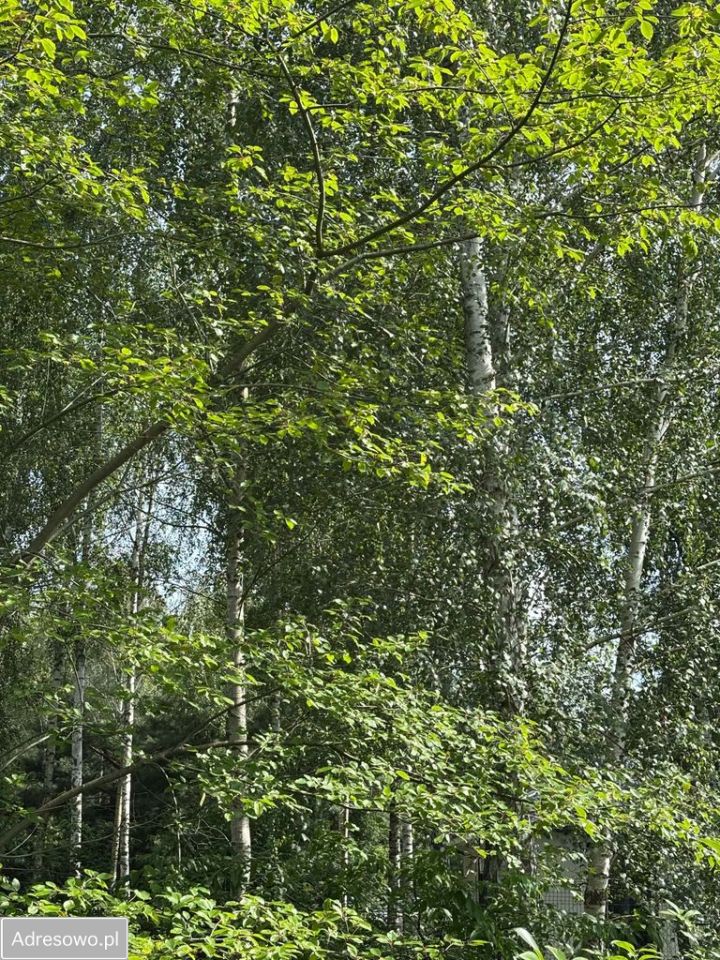 Działka budowlana Strzeniówka, ul. Magnolii. Zdjęcie 11
