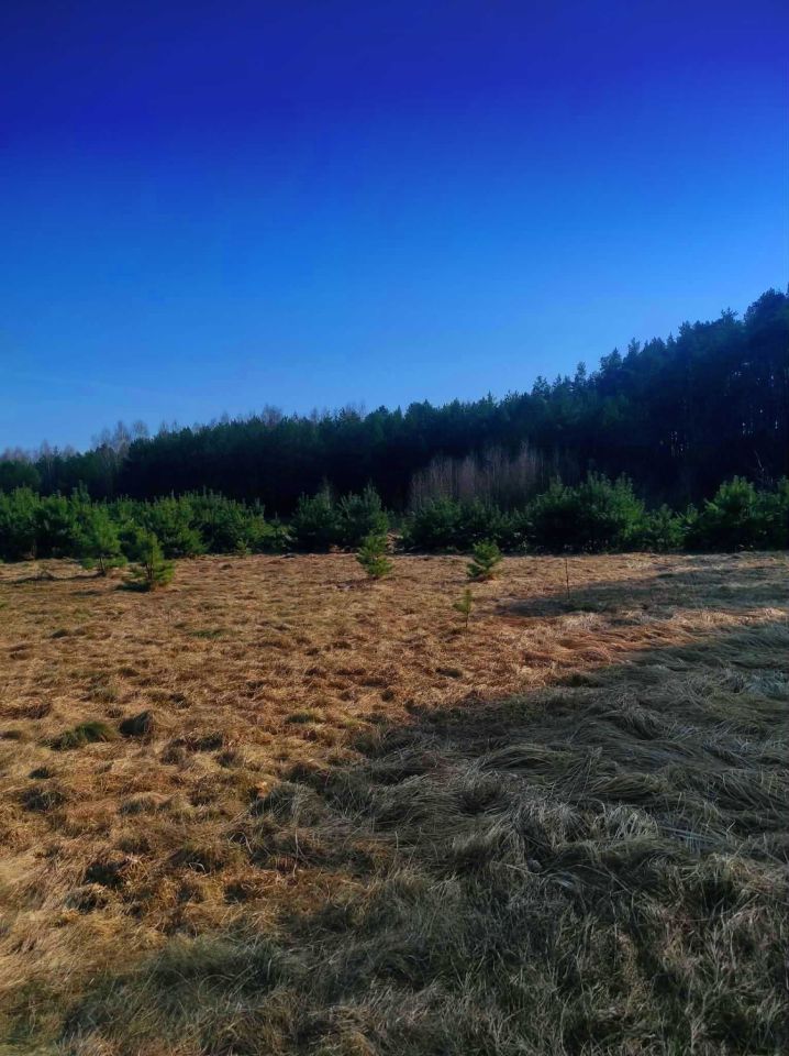 Działka siedliskowa Dobry Las. Zdjęcie 2