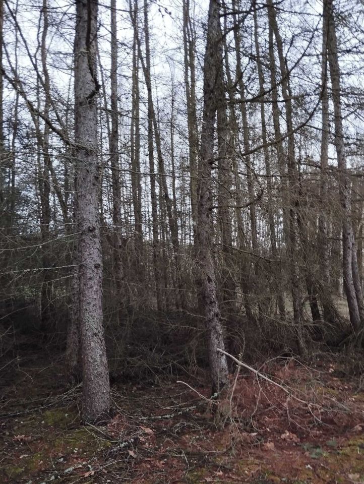 siedlisko Tarzymiechy Pierwsze. Zdjęcie 4