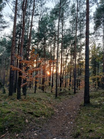 Działka leśna Kamianki Lackie. Zdjęcie 1