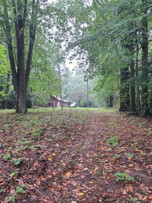 Działka siedliskowa Ludwinowo. Zdjęcie 5