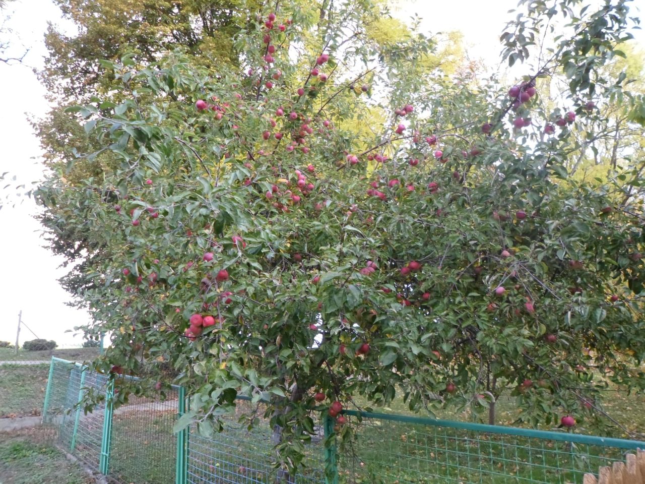 dom wolnostojący, 2 pokoje Kozłowo. Zdjęcie 7