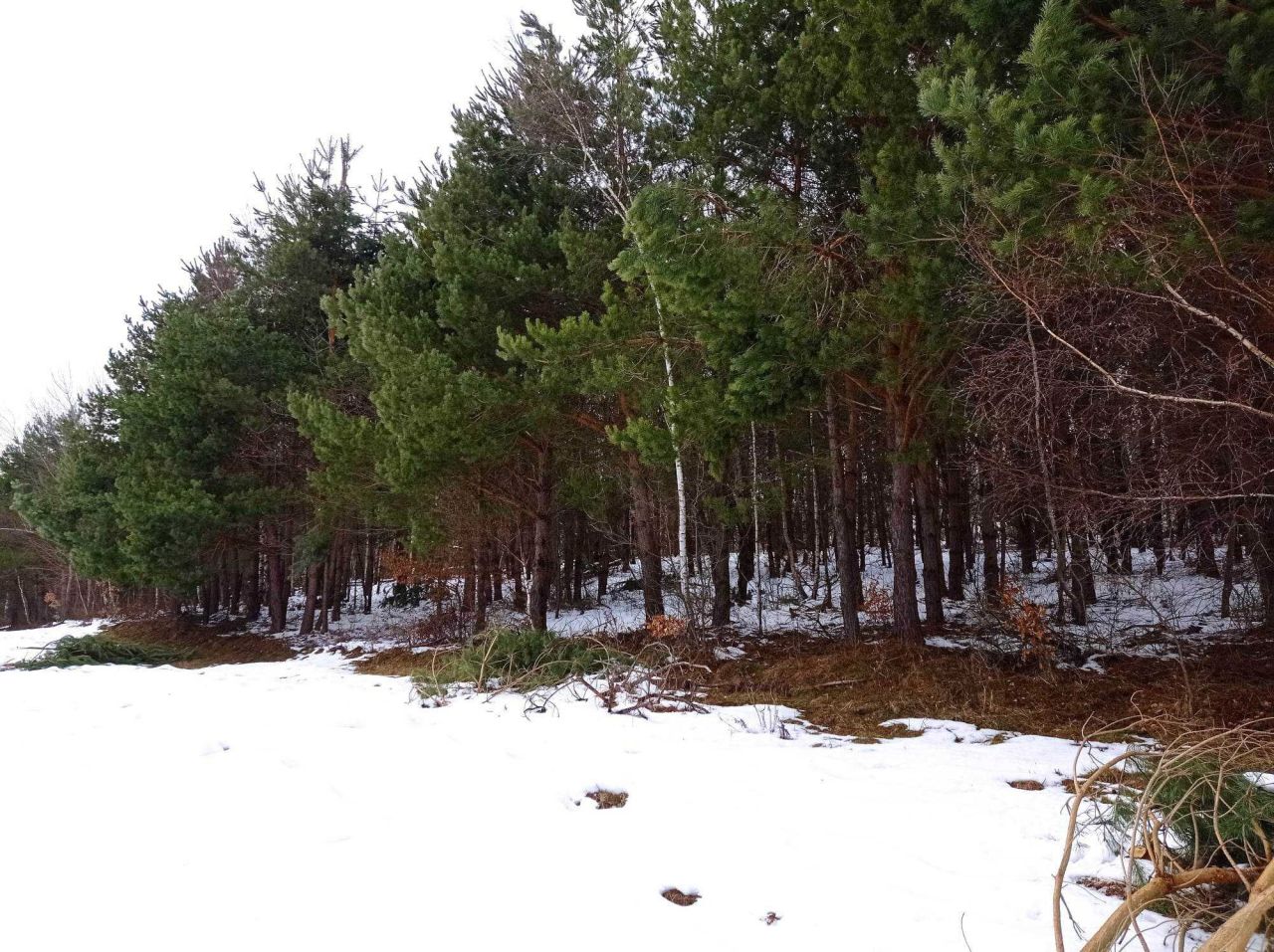 Działka rolna Brzuska. Zdjęcie 7