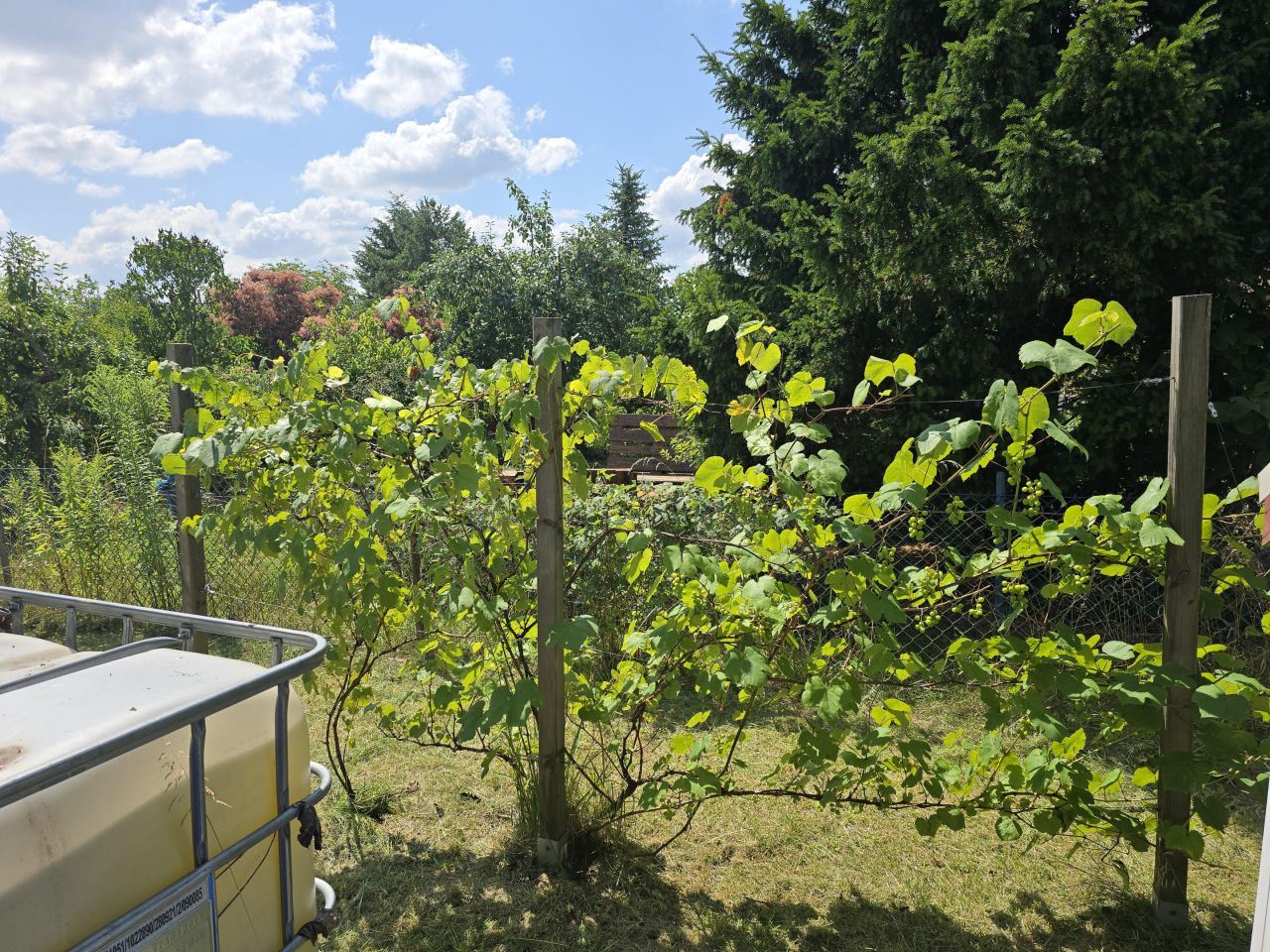 Działka rod Wrocław Krzyki, ul. Wilcza. Zdjęcie 4