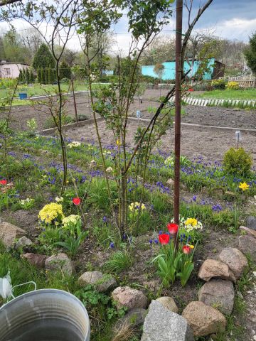 Działka rod Nowa Sól, ul. Chopina. Zdjęcie 1