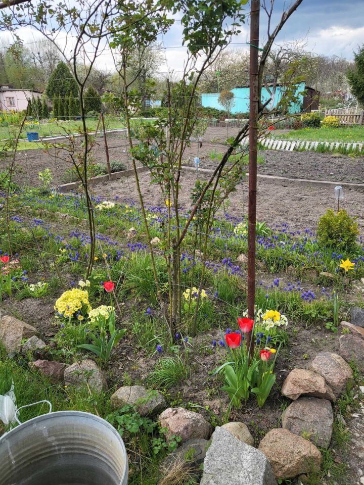 Działka rod Nowa Sól, ul. Chopina. Zdjęcie 1