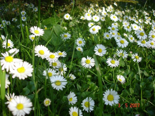 Działka budowlana Chrząstowice, ul. Olimpijczyków. Zdjęcie 1