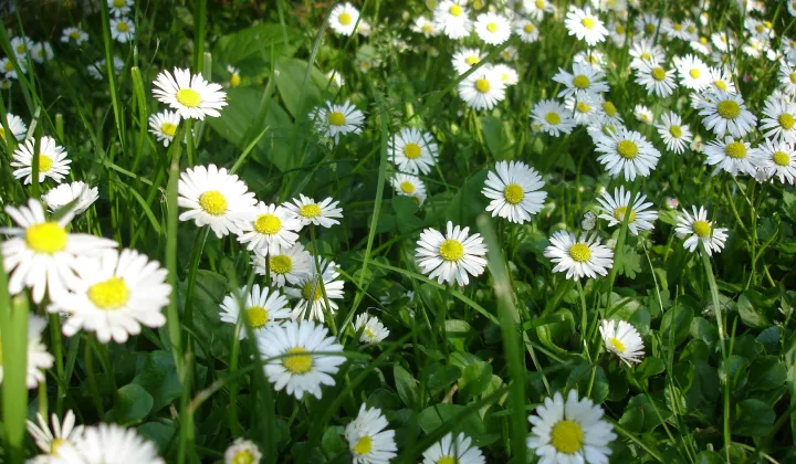 Działka budowlana Chrząstowice, ul. Olimpijczyków