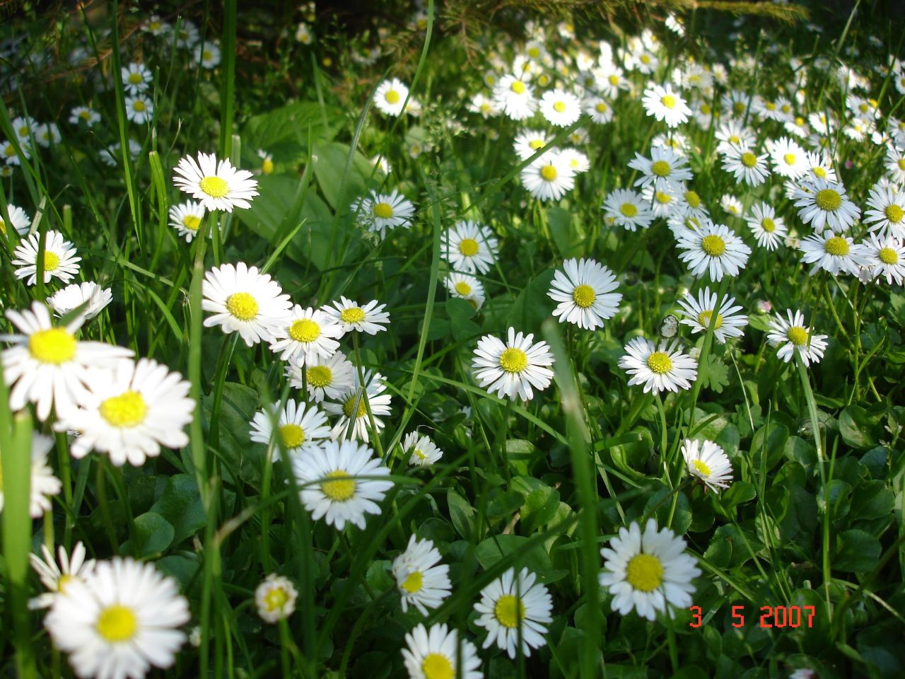 Działka budowlana Chrząstowice, ul. Olimpijczyków. Zdjęcie 1