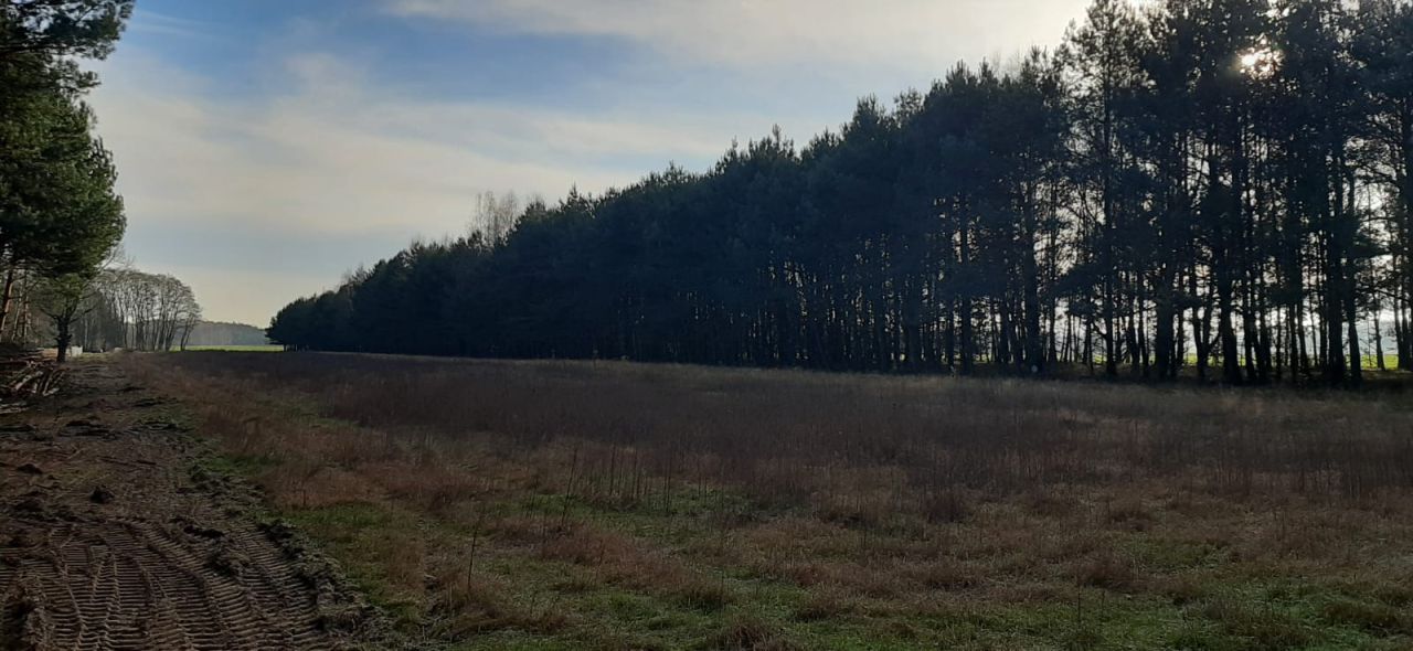 Działka rekreacyjna Skęczniew. Zdjęcie 6