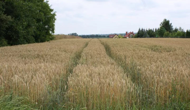 Działka budowlana Zagrody, ul. Cisowa