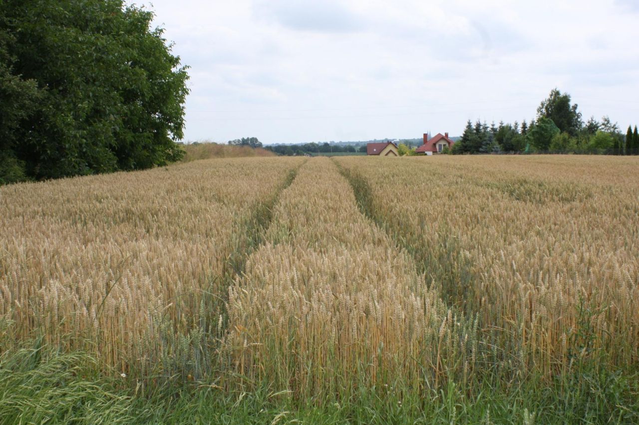 Działka budowlana Zagrody, ul. Cisowa. Zdjęcie 1