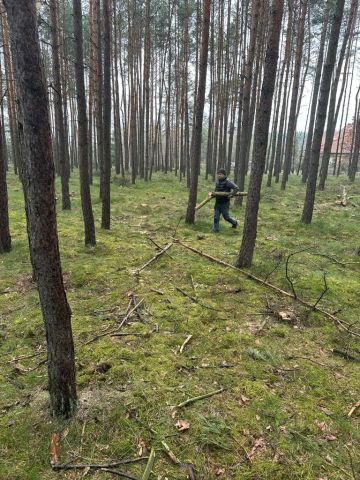 Działka leśna Osielsko. Zdjęcie 1