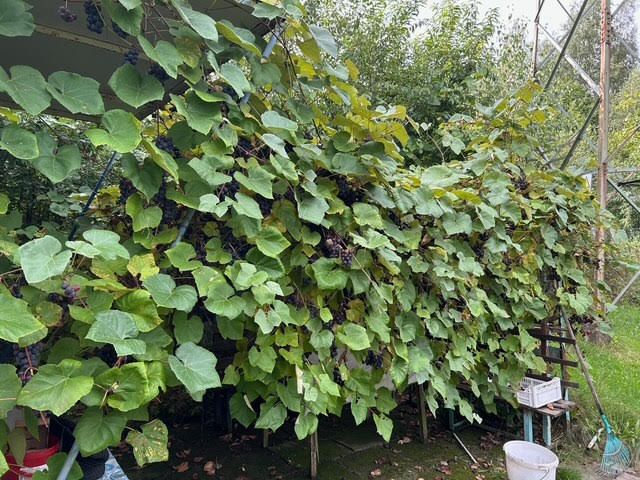 Działka rod Jastrzębie-Zdrój, ul. Chlebowa. Zdjęcie 10