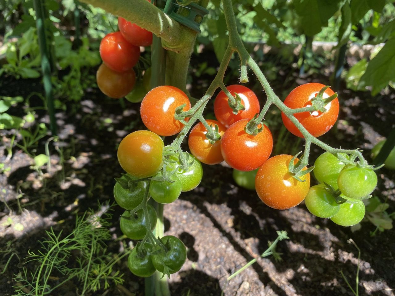 Działka rod Łódź Bałuty, ul. Hodowlana. Zdjęcie 12