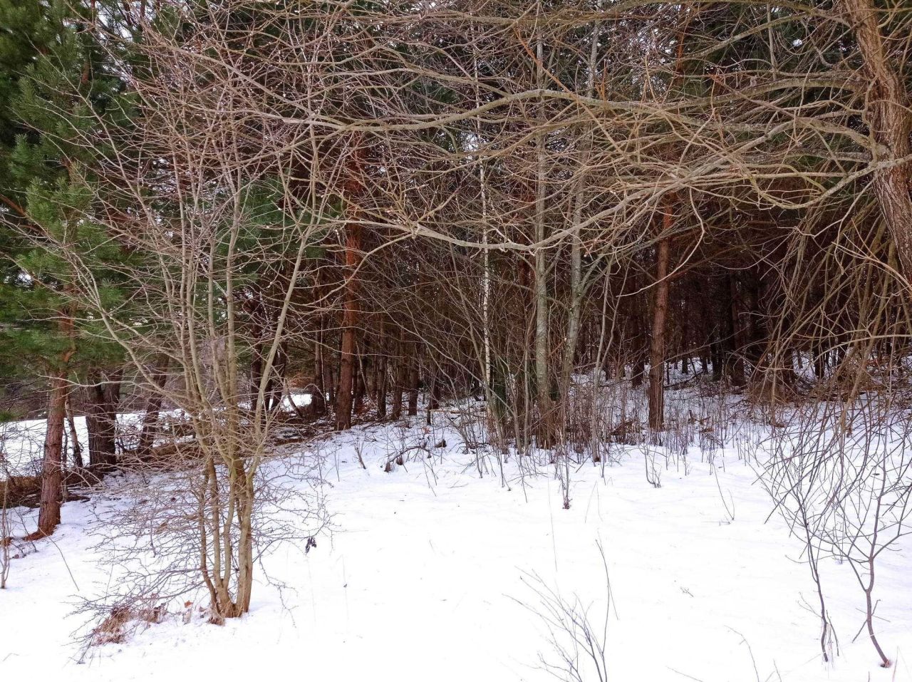 Działka rolna Brzuska. Zdjęcie 5