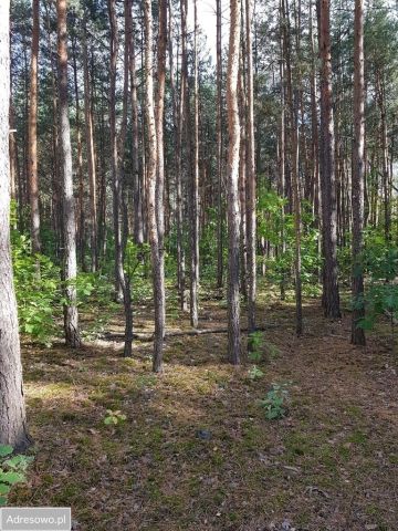 Działka budowlana Warszawa Wesoła, ul. Dębowa. Zdjęcie 1