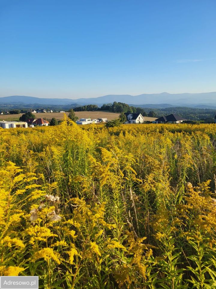 Działka budowlana Dziwiszów, ul. Słoneczna. Zdjęcie 2