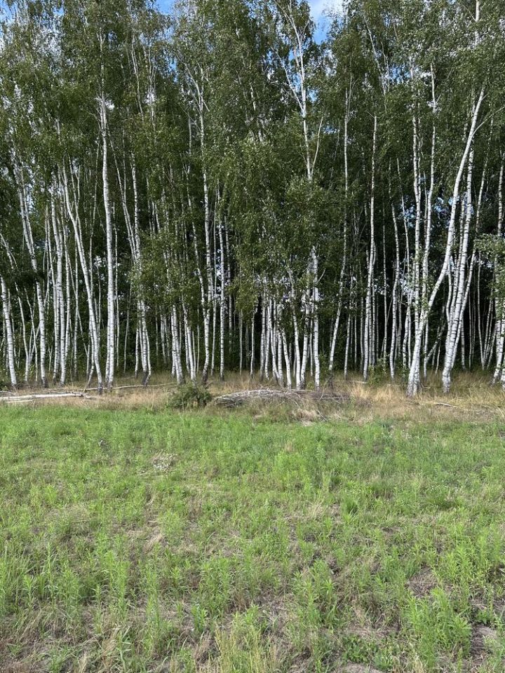 Działka leśna Skierniewice. Zdjęcie 5