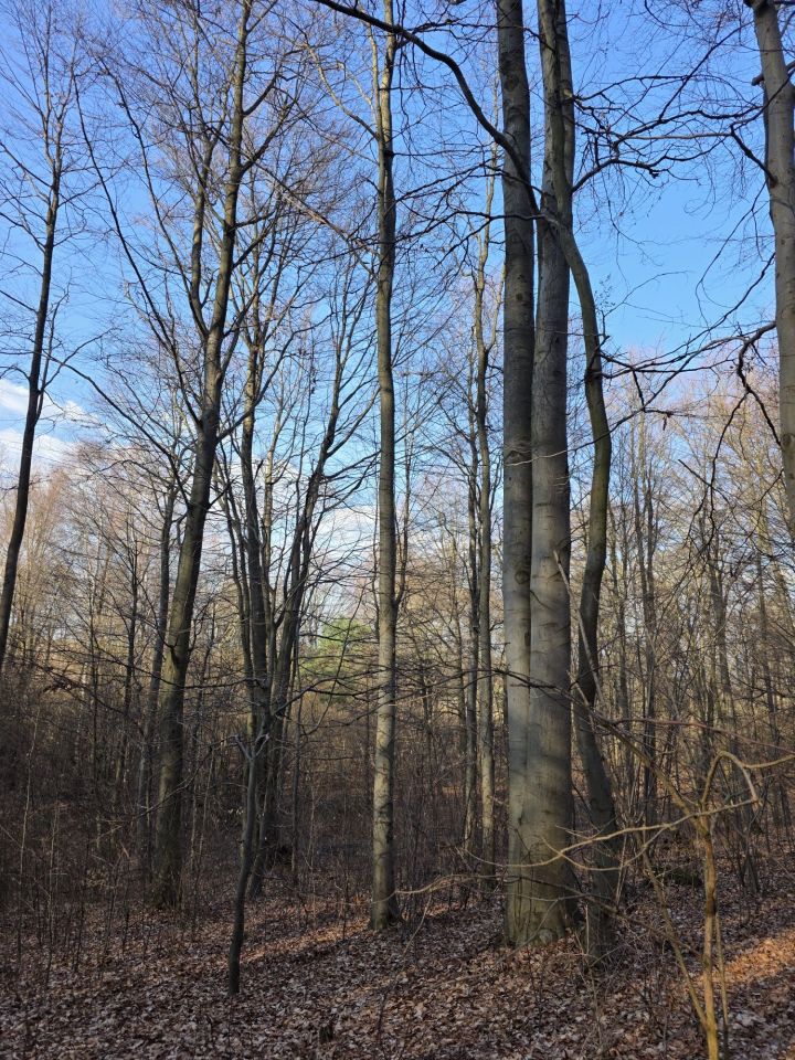 Działka leśna Pilica. Zdjęcie 5