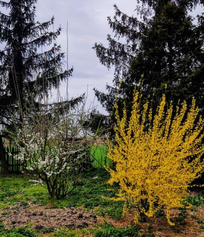 Działka siedliskowa Nowa Wieś Złotoryjska. Zdjęcie 8