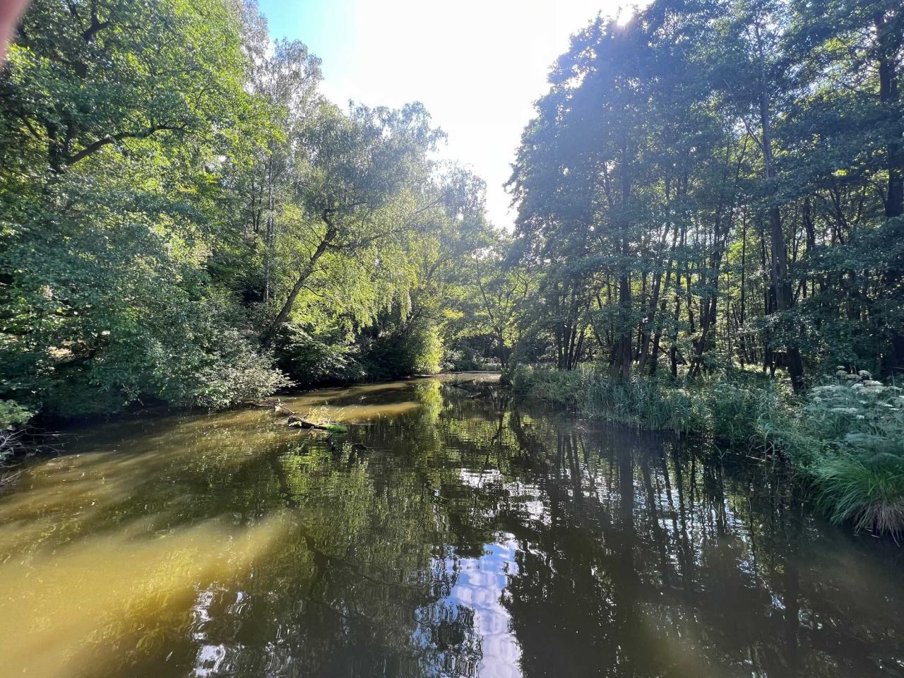 Działka leśna Rochna. Zdjęcie 6