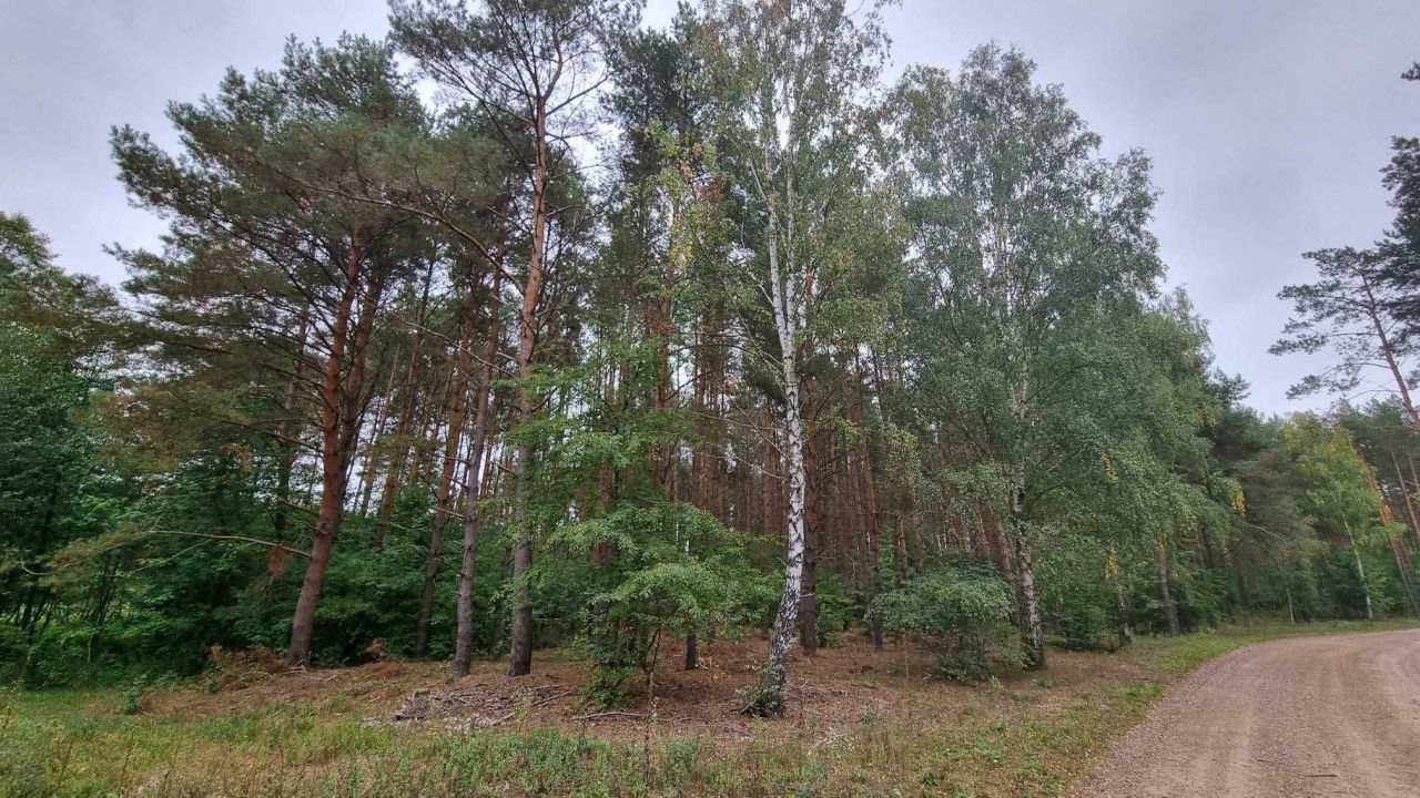 Działka leśna Nowy Duninów. Zdjęcie 8