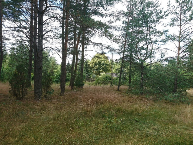 Działka leśna Kopanki. Zdjęcie 1