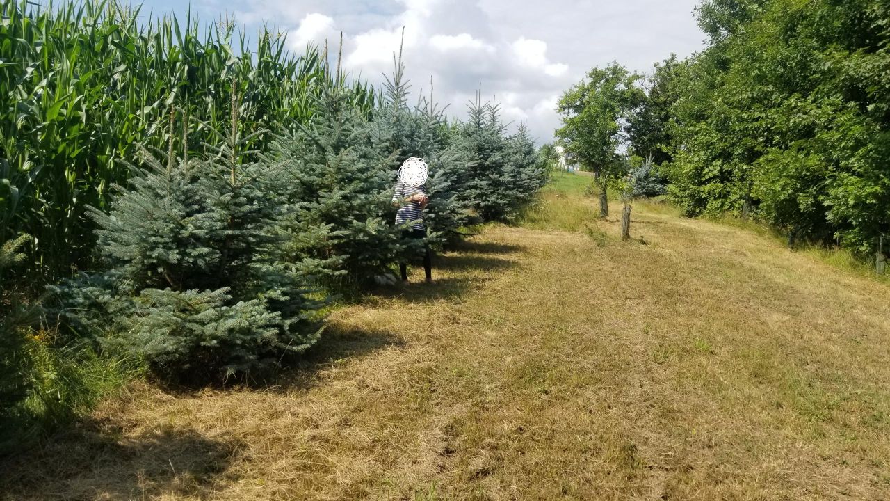 dom wolnostojący, 8 pokoi Jawornik Ruski. Zdjęcie 13