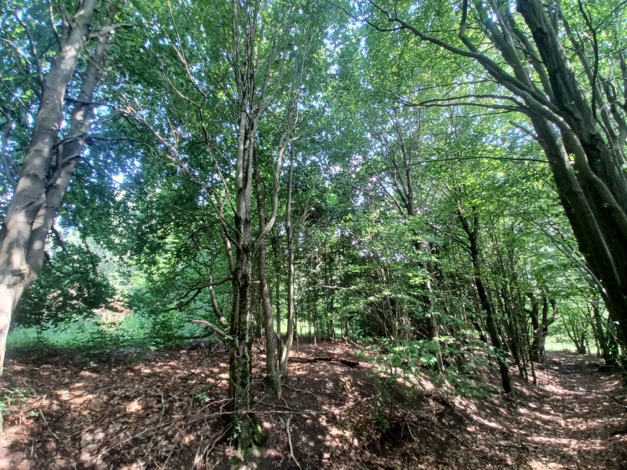 Działka budowlana Kołtki. Zdjęcie 2