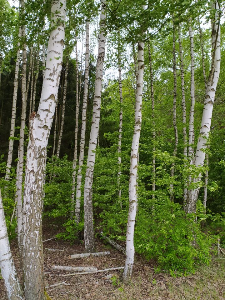 Działka leśna Kaczka. Zdjęcie 3