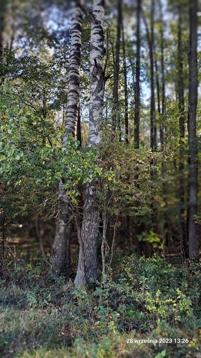 Działka rolno-budowlana Serski Las. Zdjęcie 4
