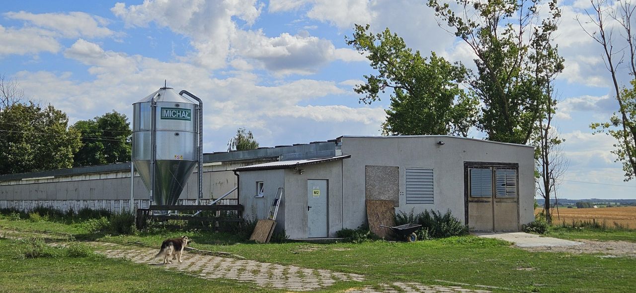 Hala/magazyn Witnica, ul. Chojeńska. Zdjęcie 25