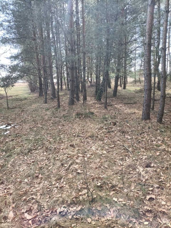 Działka rolna Duńkowice. Zdjęcie 3