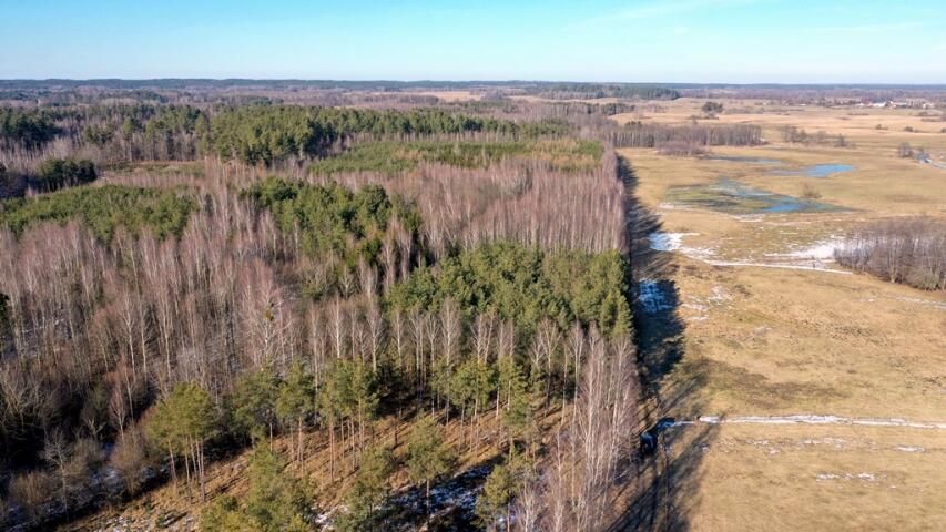 Działka leśna Grzegorze. Zdjęcie 15
