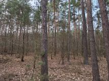 Działka leśna Kotły. Zdjęcie 3