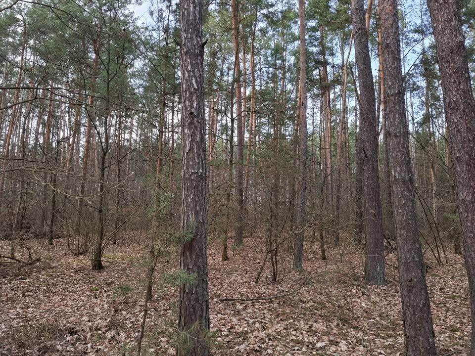 Działka leśna Kotły. Zdjęcie 4