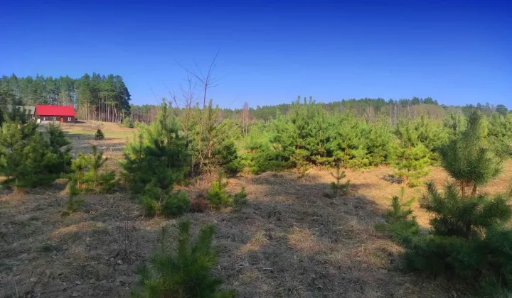 Działka siedliskowa Dobry Las