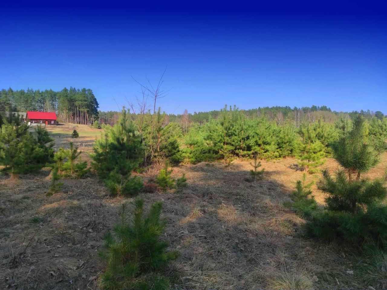 Działka siedliskowa Dobry Las. Zdjęcie 1