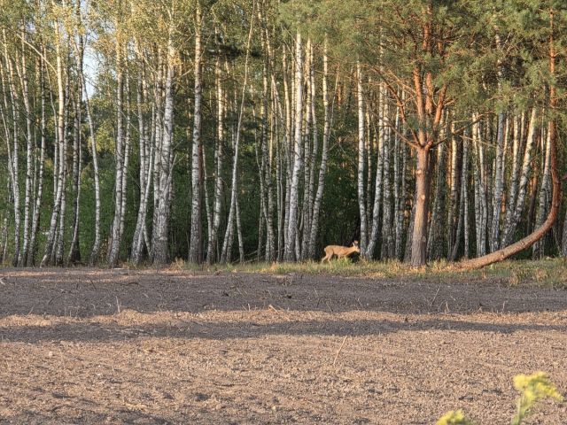 Działka budowlana Górki. Zdjęcie 1