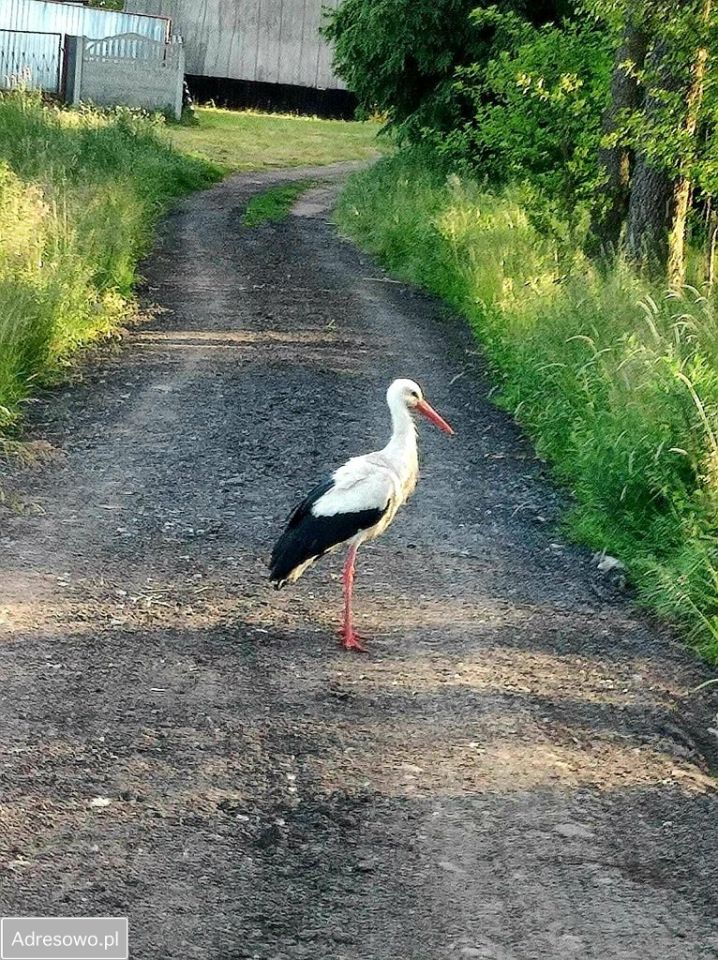 Działka budowlana Siedlątków. Zdjęcie 5