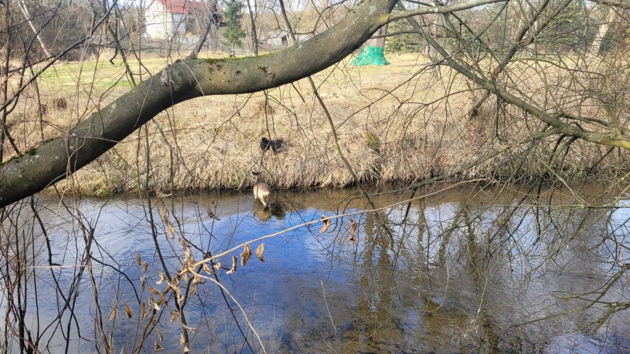 Działka rekreacyjna Trzebca. Zdjęcie 7