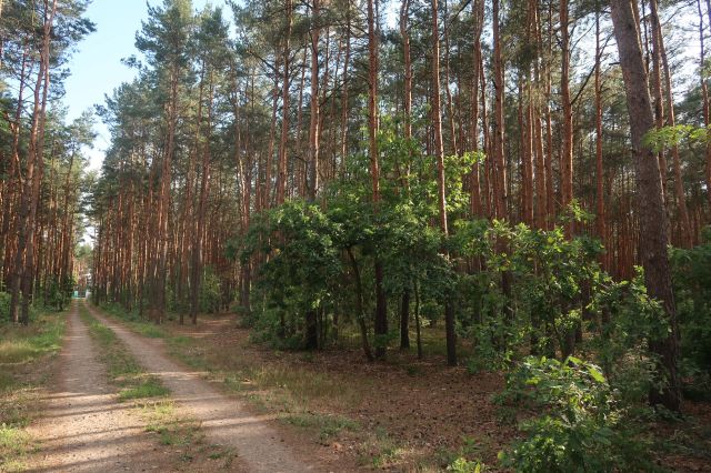 Działka budowlana Sulejówek Żurawka, ul. Jana III Sobieskiego. Zdjęcie 1