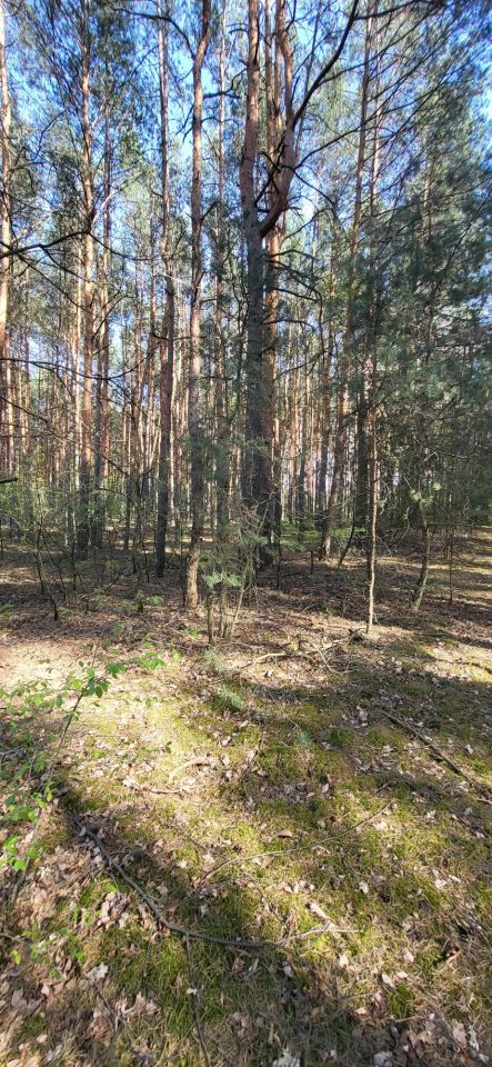 Działka rolno-budowlana Zygmuntowo. Zdjęcie 6