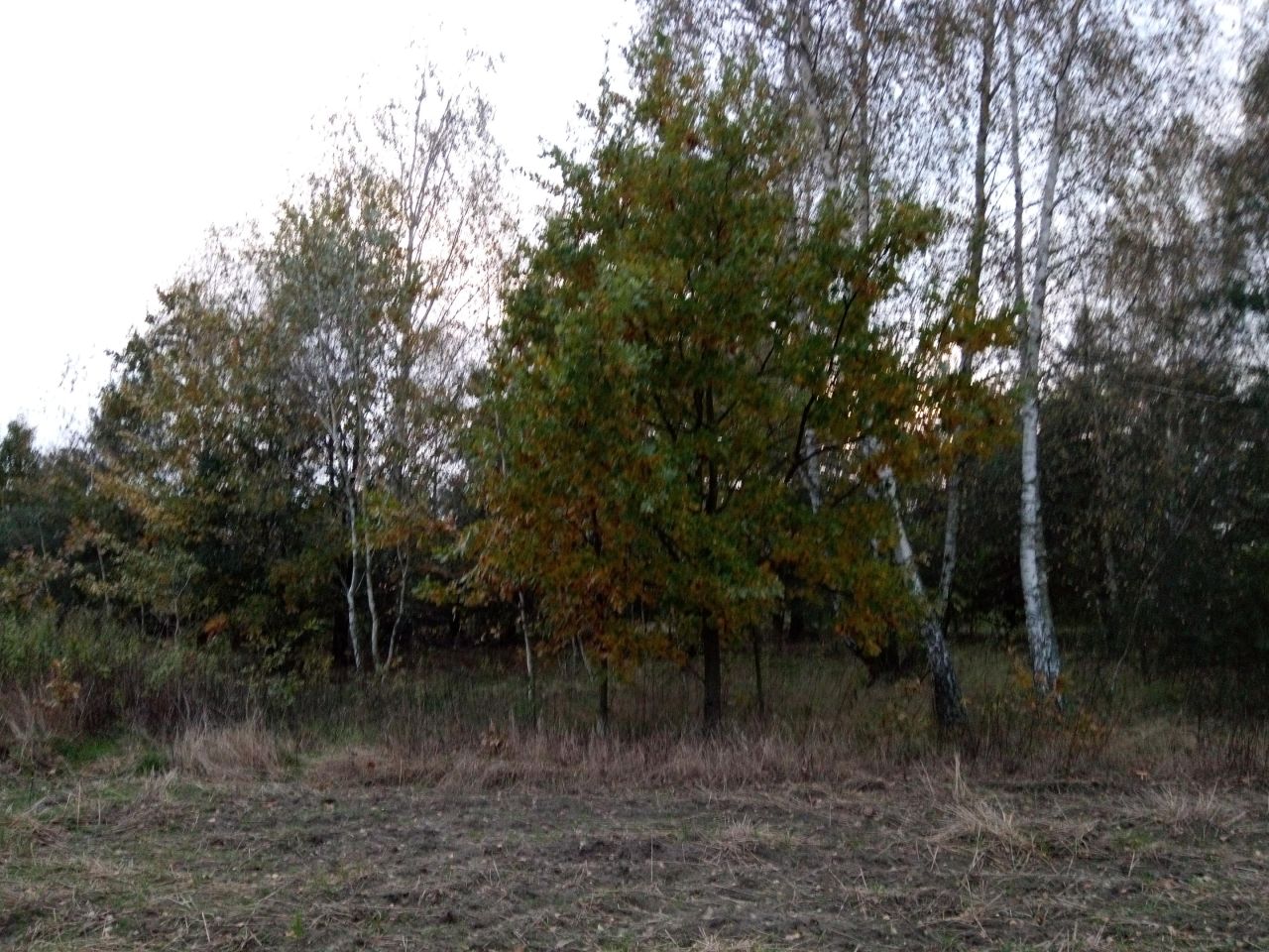 Działka rolno-budowlana Ławeczko Stare. Zdjęcie 14