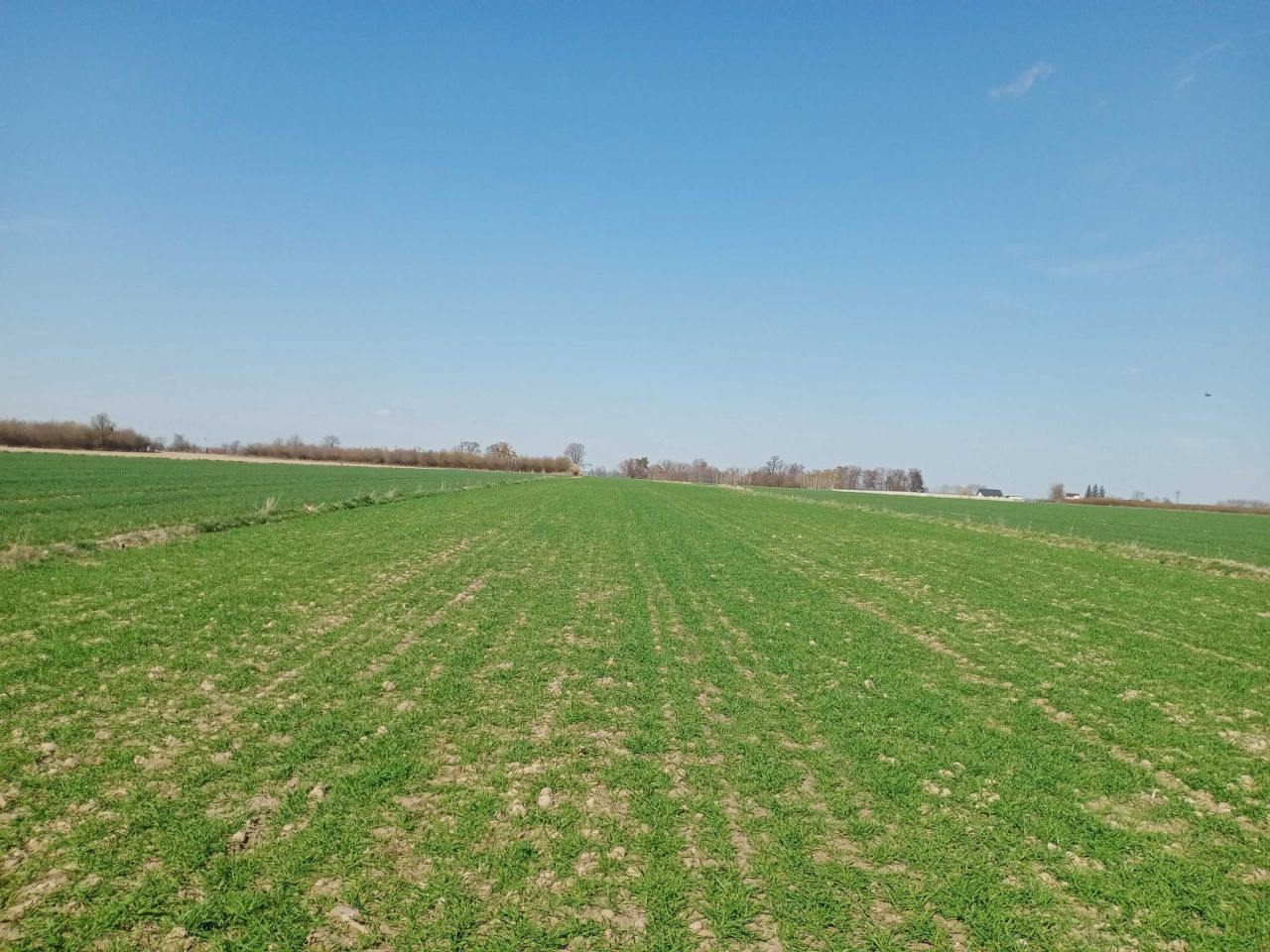 Działka budowlana Markowola-Kolonia. Zdjęcie 4