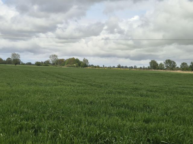 Działka rolna Roszkowo. Zdjęcie 1