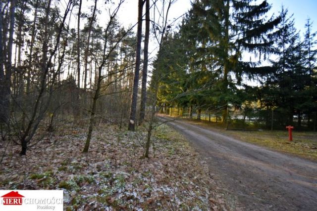 Działka leśna Stanisławów. Zdjęcie 7