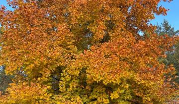 dom wolnostojący, 3 pokoje Skarżysko-Kamienna Bór