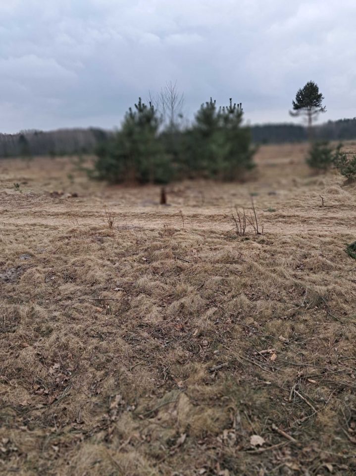 Działka rolno-budowlana Borowiny